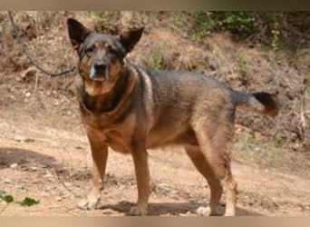 Joy, eine von vier Hunden, die dringend ein neues Zuhause benötigen