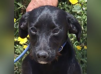 Kira, Mix Podengo / Labrador, lieb und verträglich