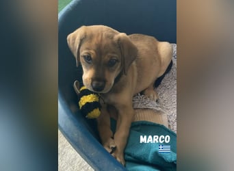 Marco,geb.04/25,hübscher,neugieriger Mischlingsbub sucht seine Familie