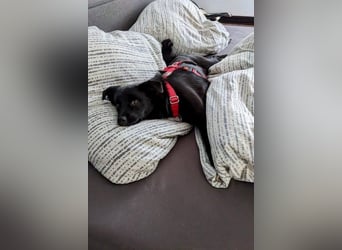 Trudie - Augenstern sucht Kuschelwolke (47839 Krefeld)