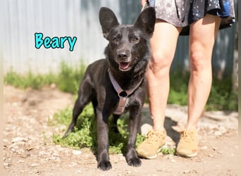 Beary geb. 01/2020 - sanfter und ruhiger kleiner Schatz sucht ruhiges Zuhause!