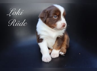 Mini Aussies-Mini Australian Shepherd Welpen