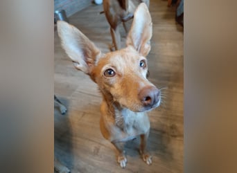 Stella, katzenverträgliche Zwerg Podenca