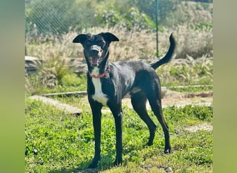 Chili (Spanien) – lebensfroher Galgo-Mischling sucht seine Familie