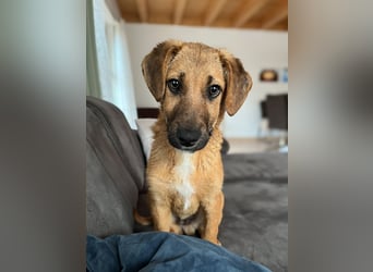 Herzensbrecher Bernie sucht sein Happy End (82515 Wolfratshausen)