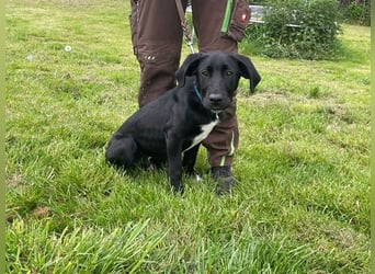 Alberto, Doggen-Labrador-Mix, geb. 1/ 2025, su. seine Familie