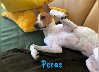 Pecas 05/2022 (in Deutschland) - frech, klug und bereit fürs Abenteuer!