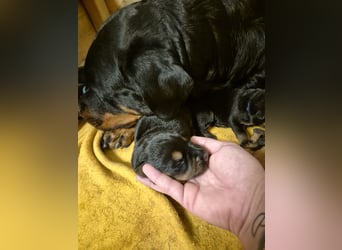 Rottweiler Schäferhund Mischling
