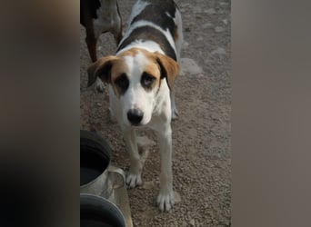 Ariela freundliche Tornjak Mischling Hündin Herdenschutzhund sucht Zuhause oder Pflegestelle