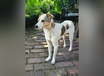 Schmusefreund IVO sucht sein Traumzuhause