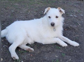 BENNY sucht ein Zuhause