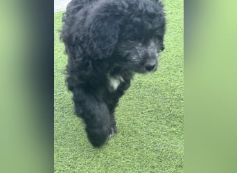 Labradoodle Ich bin der letzte aus diesem Wurf