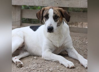 Mariela, geb. ca. 02/2022, lebt in GRIECHENLAND, im städt. Tierheim Serres