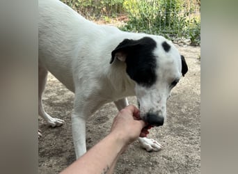 GEORGIA, Hündin, knapp 2 Jahre, 52cm, Mischling, Tierschutz
