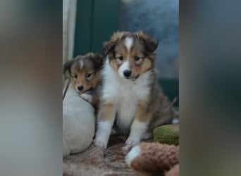 Sheltie Welpen