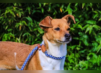 Holly, Mix Chihuahua / Beagle, lieb und verträglich