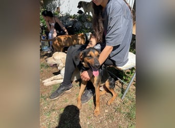 Simba sucht sein Für-Immer-Zuhause ❤️