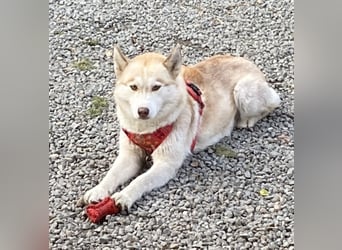 Zuckersüße Husky Mischlings Hündinnen