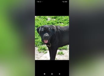 Lawr - der englische Labrador sucht ein echtes Zuhause.
