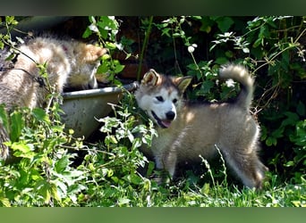 Zuchtstätte Silberglanz- C-Wurf / Alaskan Malamute Welpen - 3 Weibchen/2 Rüden