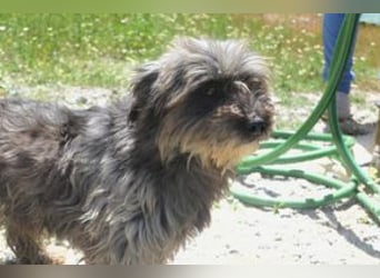 Bobi – einer von zwölf zurückgelassenen Hunden sucht ein neues Zuhause