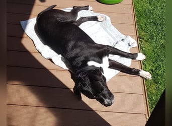 BLANCA ❤️ Sonnenschein Familienhündin, Pflegefamilie Köln