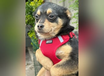 Kira - Kleine Hundedame mit großen Augen sucht ihr Zuhause!