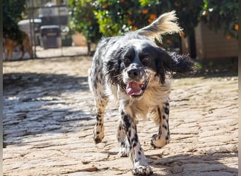 Jumel ist Liebenswürdigkeit in Hundegestalt