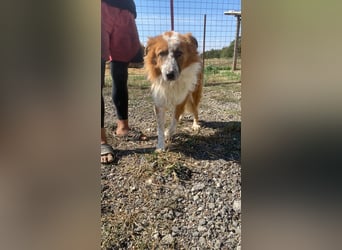 Wunderschöner „Hope“ Collie Mix ca. 6 Jahre auf der Suche nach dem Glück