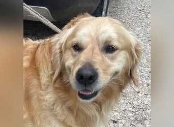 Sam, Golden Retriever
