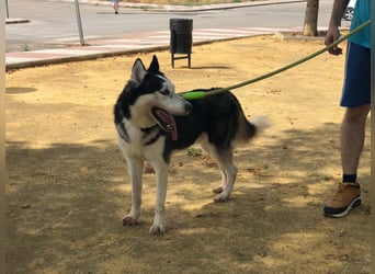 RIKU-Traumhusky gesucht?Liebenswertes ,neugieriges,freundliches Kerlchen sucht Zuhause