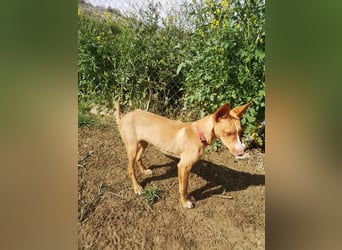 Casper, freundlich und verspielt