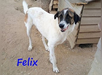 Felix geb. 02/2022 (GRC) - geselliger, verschmuster und freundlicher, junger Rüde!