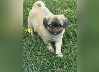 Mops Welpen  ( Altdeutsche )