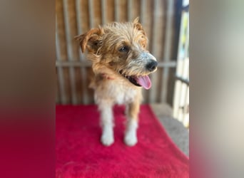 Figo, Foxterrier-Mix, Rüde, geb. am 01.01.2024, 40 cm