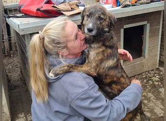 ♥RUSTY♥ unfassbar verschmuster und kuschelbedürftiger, wunderschöner, gestromter Junghund 49 cm