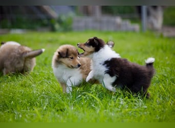 Wundervolle Collie-Welpen suchen ein liebevolles Zuhause