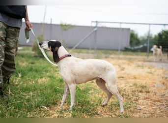 Mila - sanftes Jagdhundherz sucht sportliches Zuhause