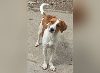Herzensbrecher und Sunnyboy „Sammy“ - sucht seine Familie