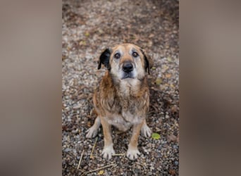 Mick: Sanfter Senior mit Charme