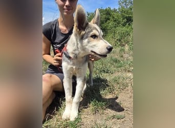 MONTY Husky Mix