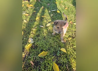 Border Collie/ Malinois Welpen suchen ein liebevolles Zuhause