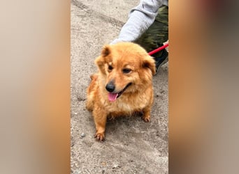 Nymeria LM – kleine Hündin mit großem Herz