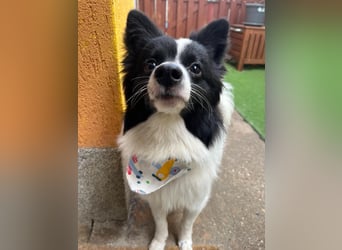 Leopold SR - kleiner Spitz mit großem Charme sucht seinen Platz im Leben