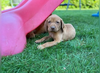 Mayar Vizsla Welpen
