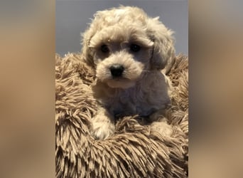 Sehr schöne und gesunde Maltipoo Welpen