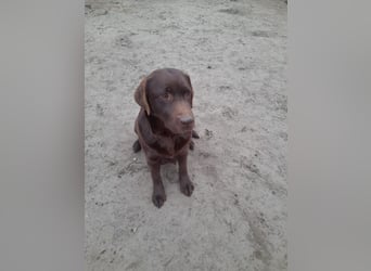 Labrador Welpen schokobraun reinrassig