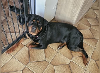 Rottirüde (20 Monate) sucht neues Zuhause
