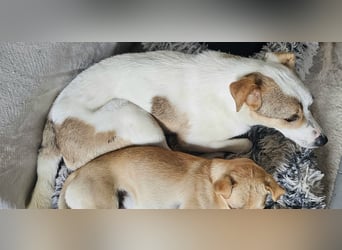 Schmusefreund IVO sucht sein Traumzuhause