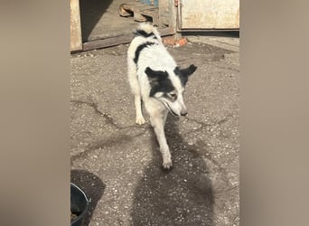 Ajuna, Husky-Collie Mix, verjagt und sich selbst überlassen